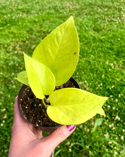 NEW!!! Epipremnum aureum 'Neon' Pothos