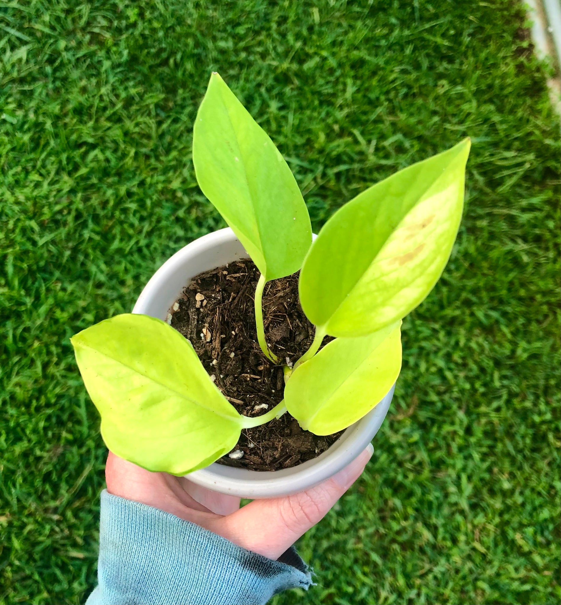 NEW!!! Epipremnum aureum 'Neon' Pothos