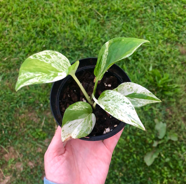 NEW!!! Epipremnum aureum 'Marble Queen' Pothos