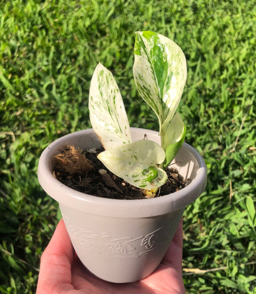 NEW!!! Epipremnum aureum 'Marble Queen' Pothos