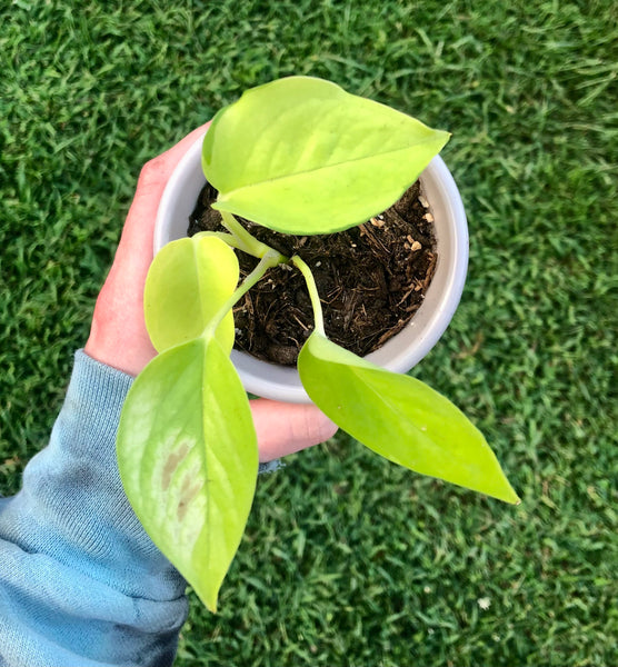 NEW!!! Epipremnum aureum 'Neon' Pothos