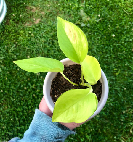 NEW!!! Epipremnum aureum 'Neon' Pothos