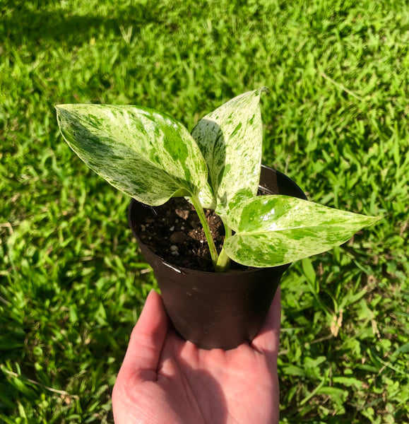 NEW!!! Epipremnum aureum 'Marble Queen' Pothos