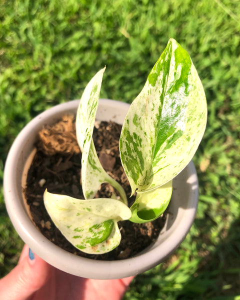 NEW!!! Epipremnum aureum 'Marble Queen' Pothos