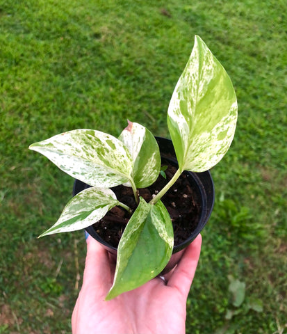 NEW!!! Epipremnum aureum 'Marble Queen' Pothos