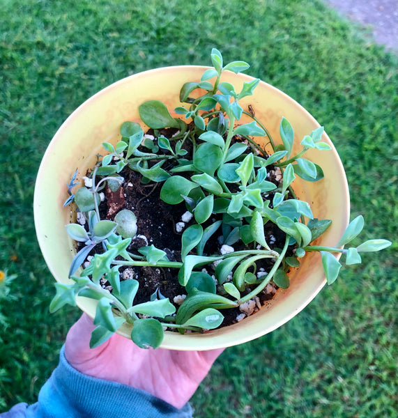 NEW!!! String of Dolphins Senecio peregrinus