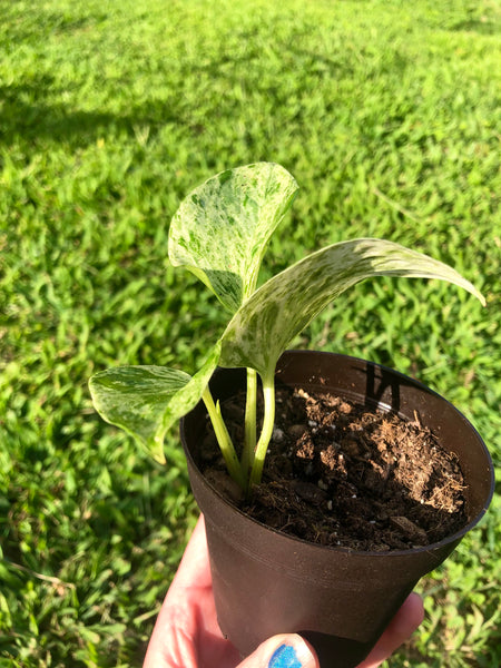 NEW!!! Epipremnum aureum 'Marble Queen' Pothos