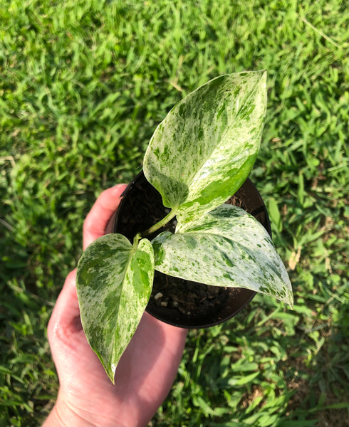 NEW!!! Epipremnum aureum 'Marble Queen' Pothos