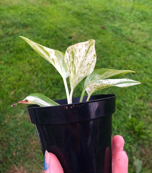 NEW!!! Epipremnum aureum 'Marble Queen' Pothos