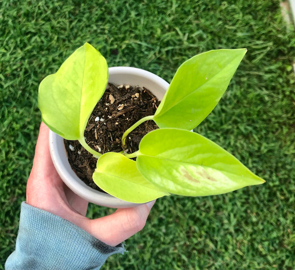 NEW!!! Epipremnum aureum 'Neon' Pothos